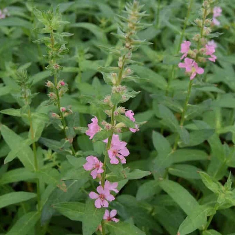 Lythrum salicaria 'Blush' ---